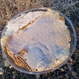 عسل طبیعی خودبافت 40گیاه کردستان 1 کیلو گرم