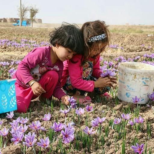 زعفران 4گرمی ضمانت کیفیت از کشاورز