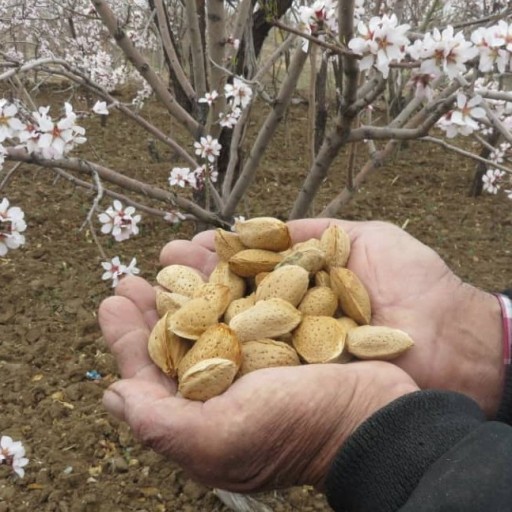 بادام سنگی مامایی(یک کیلو)