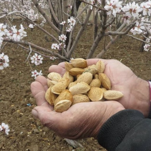 بادام سنگی مامایی(300 گرم)