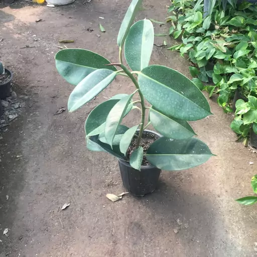 فیکوس الاستیکا (ficus elastica)