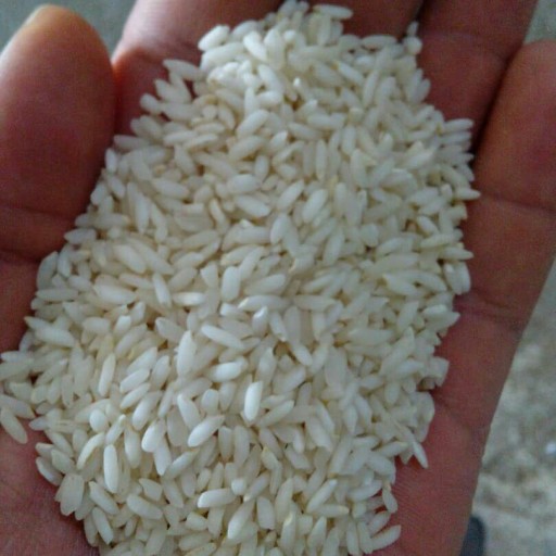 برنج عنبربو به صورت تناژ