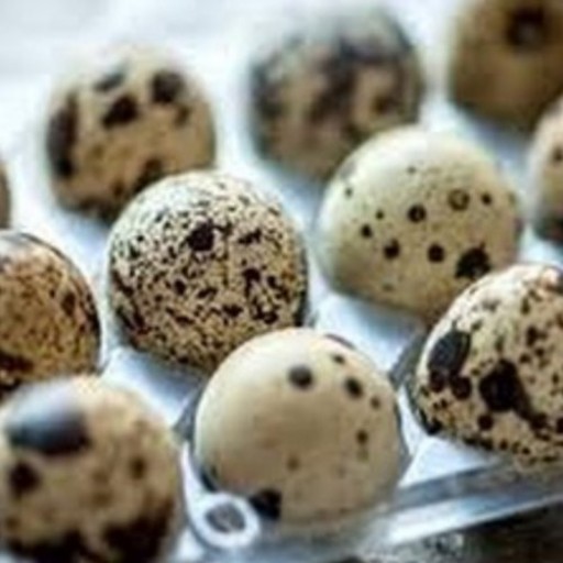 تخم بلدرچین(10 بسته)