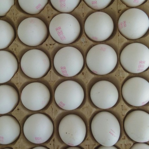 30 عدد تخم مرغ سفید یک شانه ارسال رایگان غرفه چای بهشت تخم مرغ رسمی شونه تخم مرغ تخم کبک تخم بلدرچین