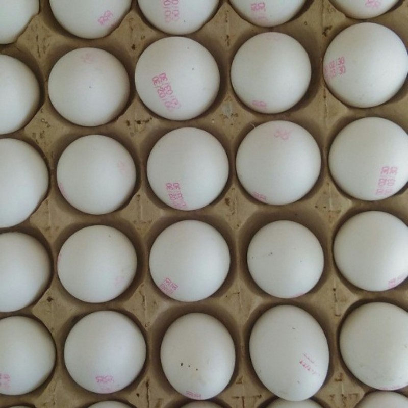 30 عدد تخم مرغ سفید یک شانه ارسال رایگان غرفه چای بهشت تخم مرغ رسمی شونه تخم مرغ تخم کبک تخم بلدرچین