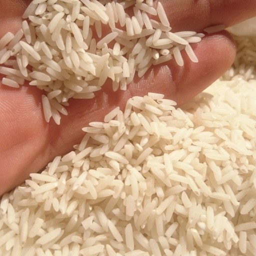 برنج هاشمی ممتاز ماسال