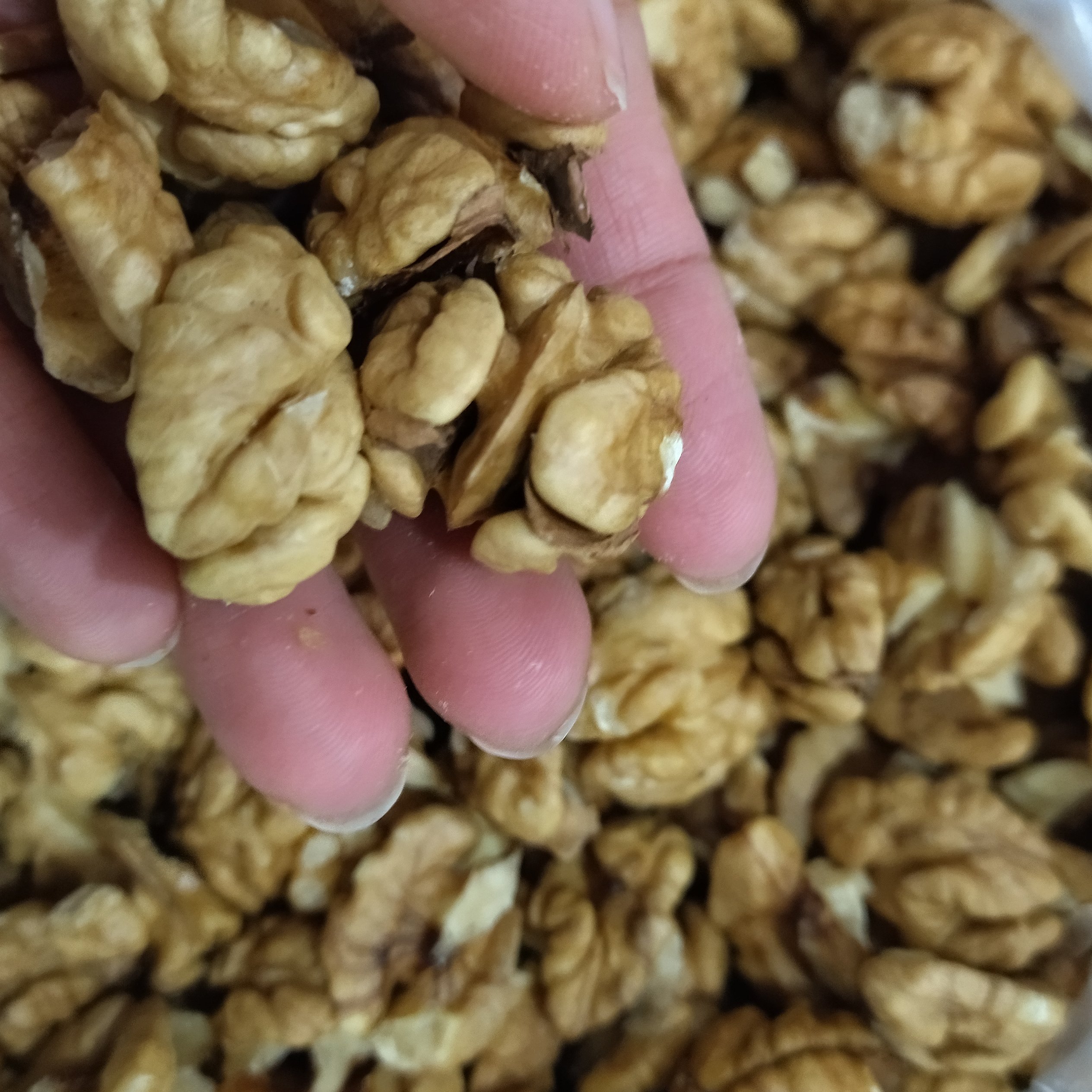 مغز گردوی ممتاز امسالی بسیار خوشمزه خوانسار