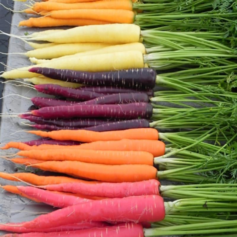 بذر هویج رنگی آذر سبزینه مدل A35