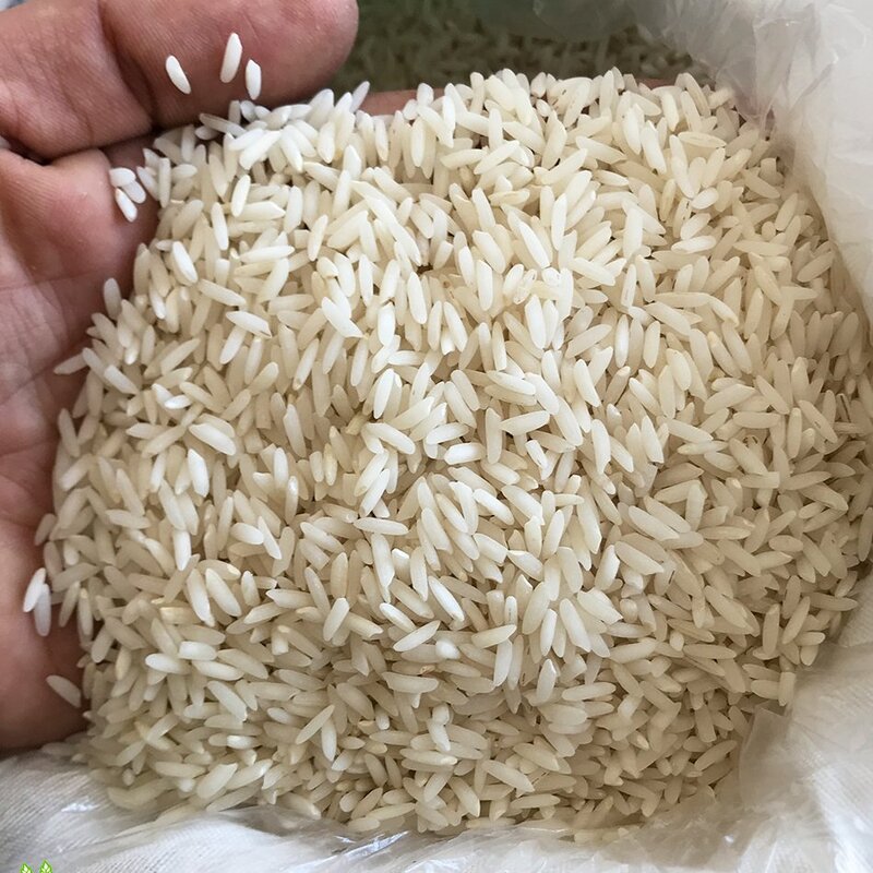 برنج صدری هاشمی آستانه اشرفیه 10 کیلویی (ارسال رایگان) 