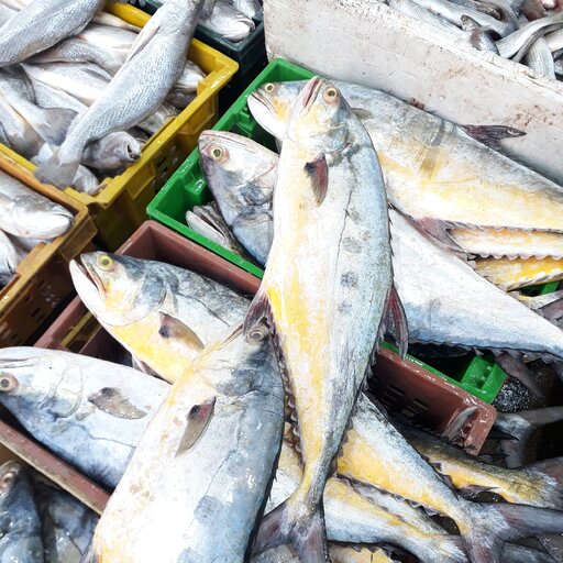 ماهی سارم یا به اصطلاح شیر بندری (ارسال رایگان)حداقل مقدار ارسال رایگان 5 کیلو گرم.
حداقل سفارش محصول 3 کیلو.