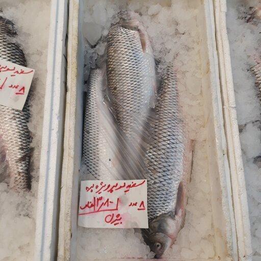 ماهی سفید انزلی درشت(ارسال رایگان)حداقل مقدار ارسال رایگان 5 کیلو گرم.
حداقل سفارش محصول 3 کیلو.