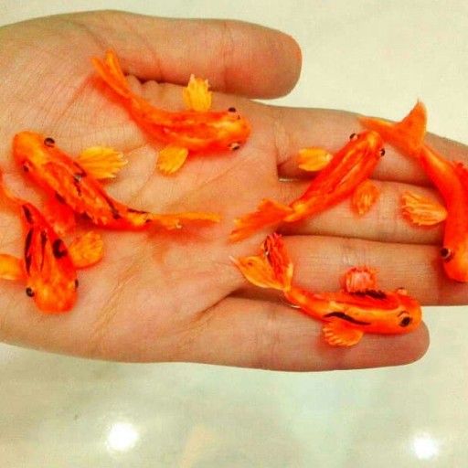 ماهی قرمز خمیری جهت استفاده در رزین پک ده عددی