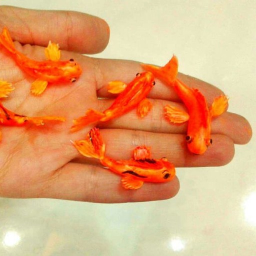 ماهی قرمز خمیری جهت استفاده در رزین پک ده عددی