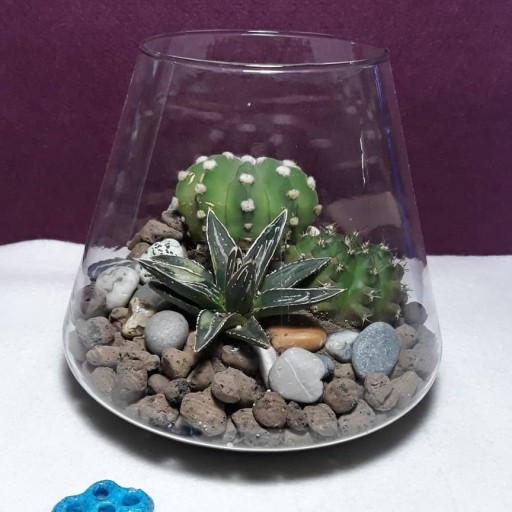 تراریوم باغ کوچک شیشه ای 5