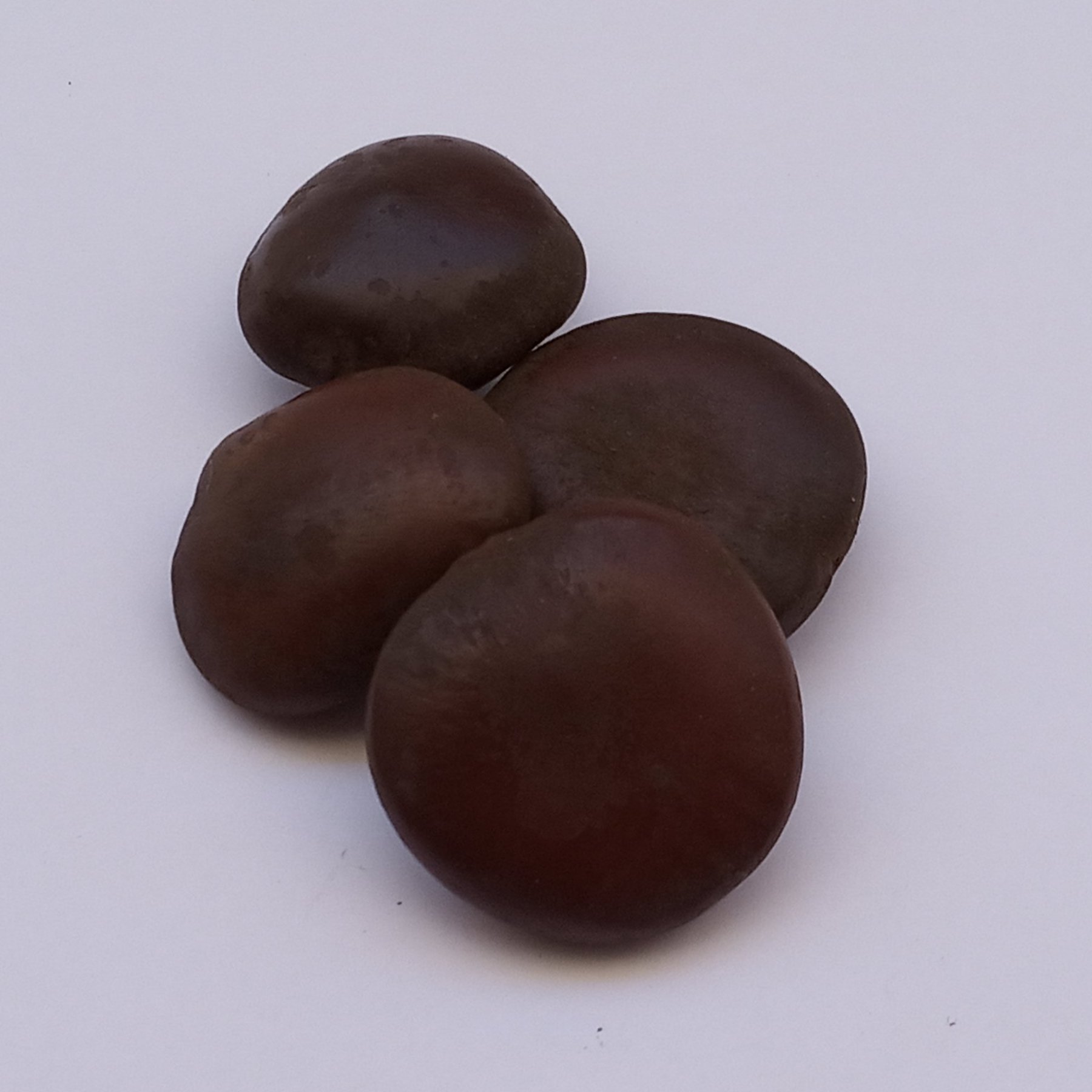 قر ص کمر یا گیاه کمر  (50گرم)