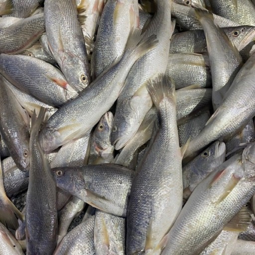 ماهی شوریده درجه 1 جنوب سایز متوسط دو عدد 1 کیلو   تازه و صید روز  ( 1 کیلوگرم )