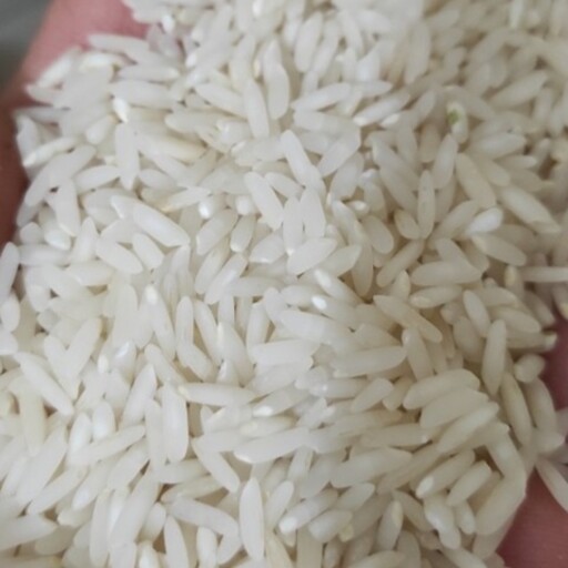 برنج طارم کشت دوم فریدونکنار  سفارشی 100 کیلویی