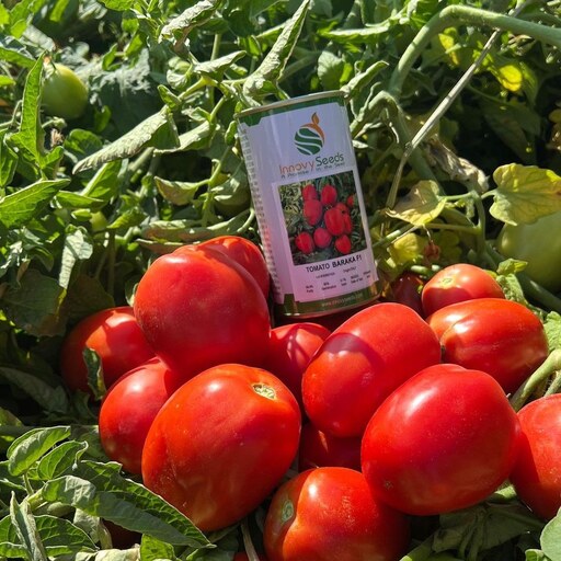 بذر گوجه فرنگی باراکا هیبرید گرانول فوق پربار ایتالیایی بسته 10 عددی