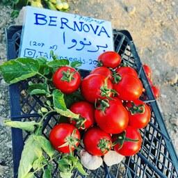 بذر گوجه فرنگی برنوا هیبرید فوق پربار ایتالیایی بسته 10 عددی