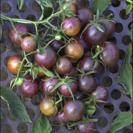 بذر گوجه فرنگی مشکی مینیاتوری یاقوت سیاه بسته 20 عددی