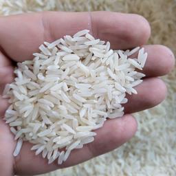 برنج طارم کشت دوم