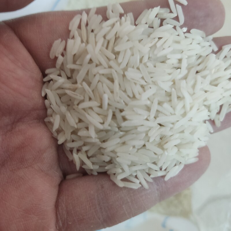 برنج فجر هر صد کیلو یک اشانتیون و ارسال رایگان