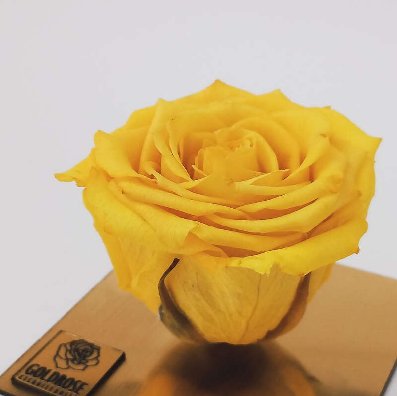 گل رز جاودان زرد معطر  همراه با باکس  پایه سفید 