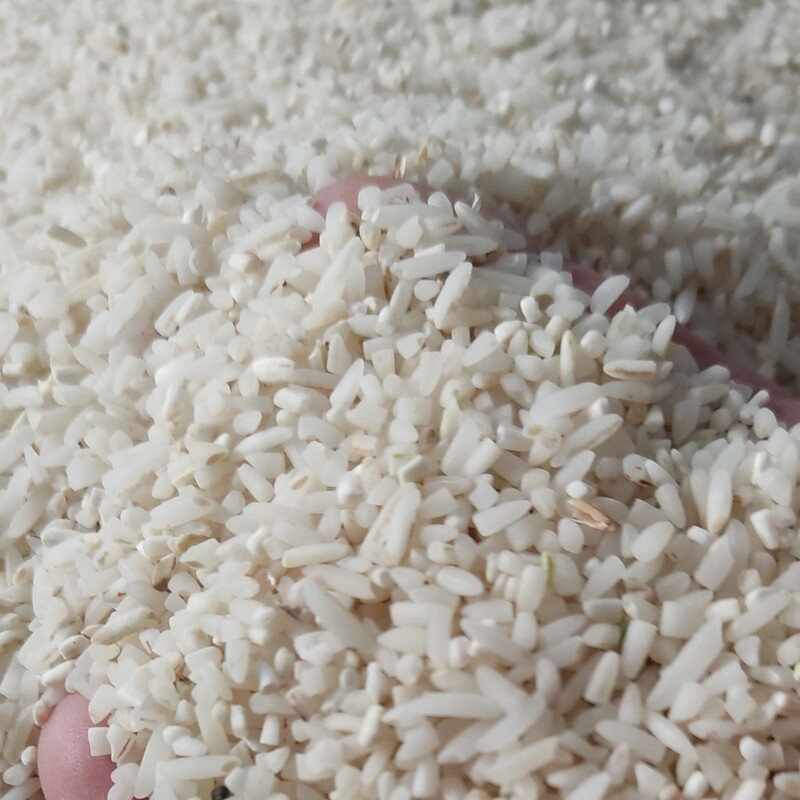 سرلاشه طارم هاشمی ده کیلویی امساله از شالیزار خودم دسته برنج