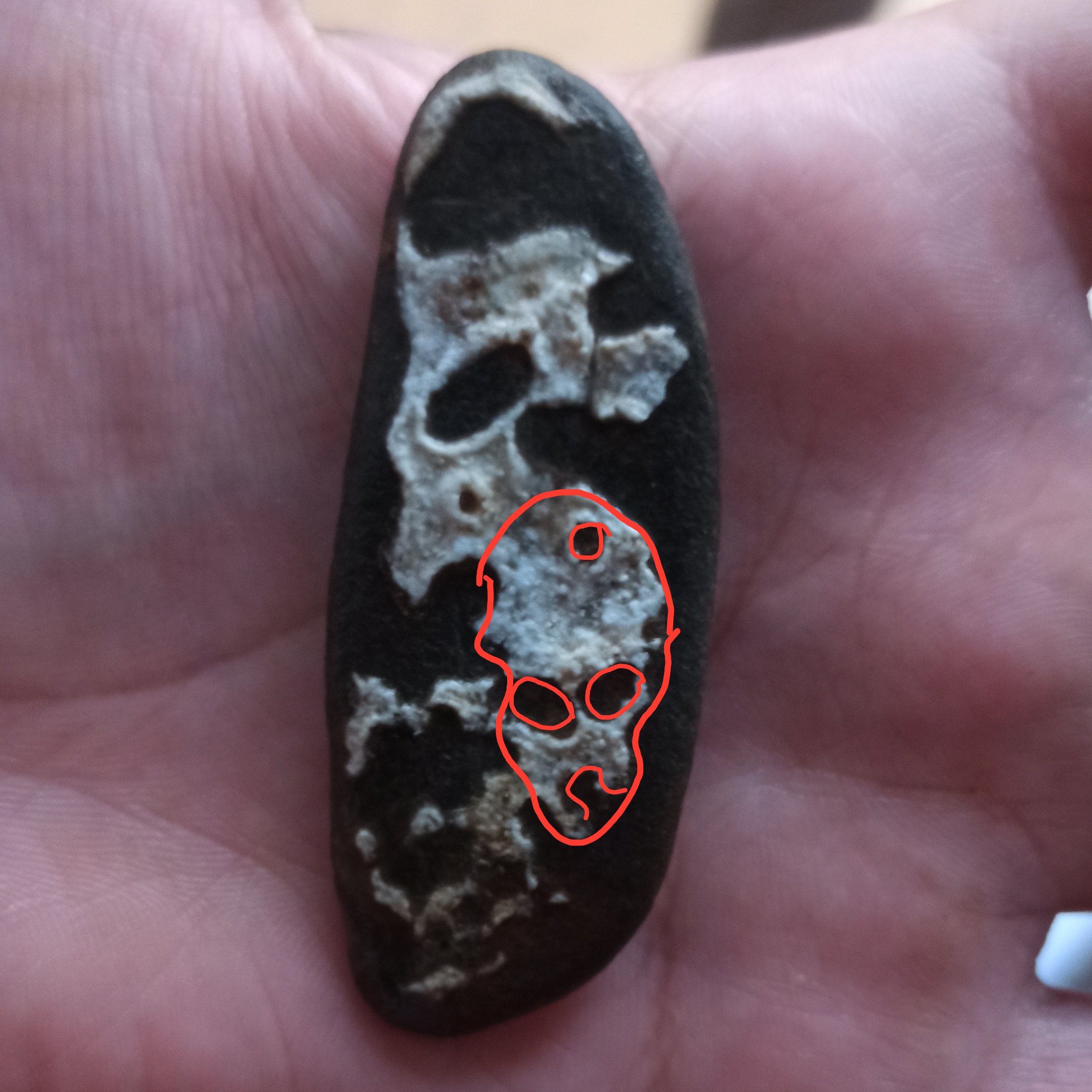 سنگ مصور حلزون و جمجمه زیبا