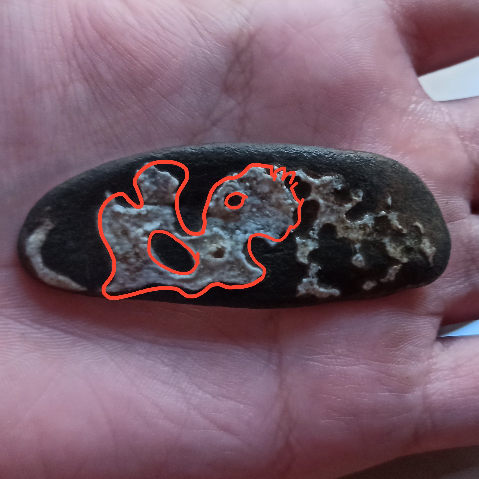 سنگ مصور حلزون و جمجمه زیبا