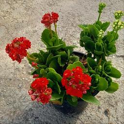 گیاهان آپارتمانی کالانکوا گل قرمز( هزینه ارسال به صورت پس کرایه 