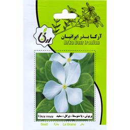پریوش پا متوسط پر گل سفید ارکا بذر ایرانیان