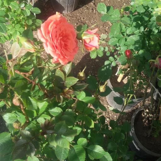 گل ساناز رونده سطل4