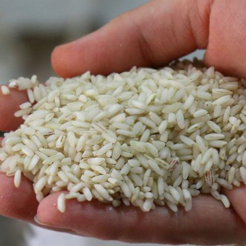 برنج عنبربو معطرمحلی تبدیل شده در شمال(10کیلویی با ارسال رایگان)