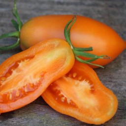 بذر گوجه فرنگی موزی نارنجی آمریکایی بسته 10 عددی