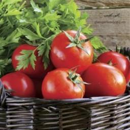 بذر گوجه فرنگی ارلی اوربانا بسته 30 عددی