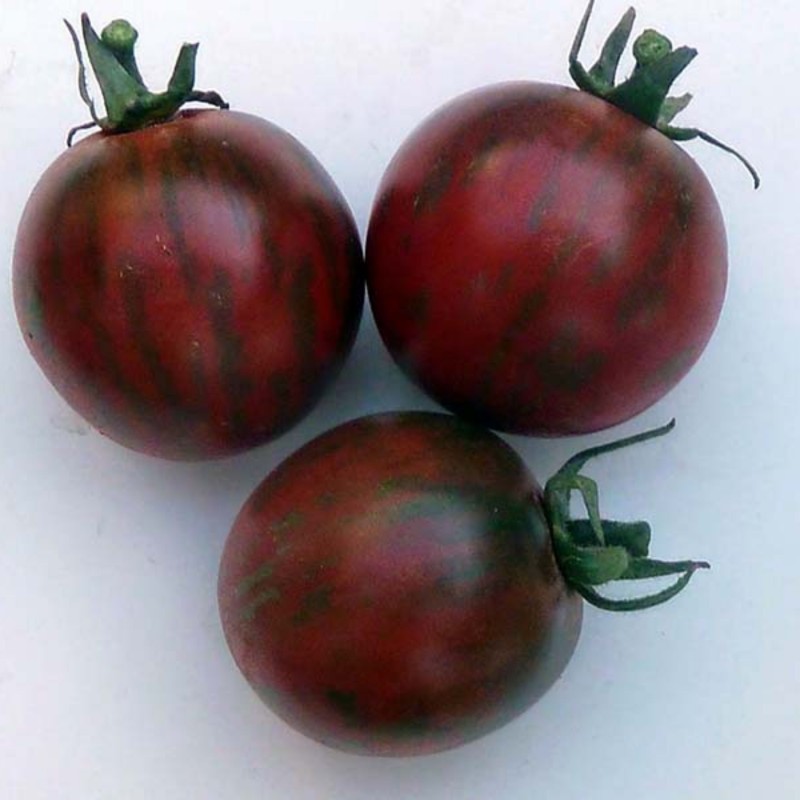 بذر گوجه فرنگی یاس بنفش یا Violet Jasper آمریکایی بسته 10 عددی