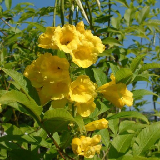 بذر گل تکوما شیپور طلایی بسته 5 عددی