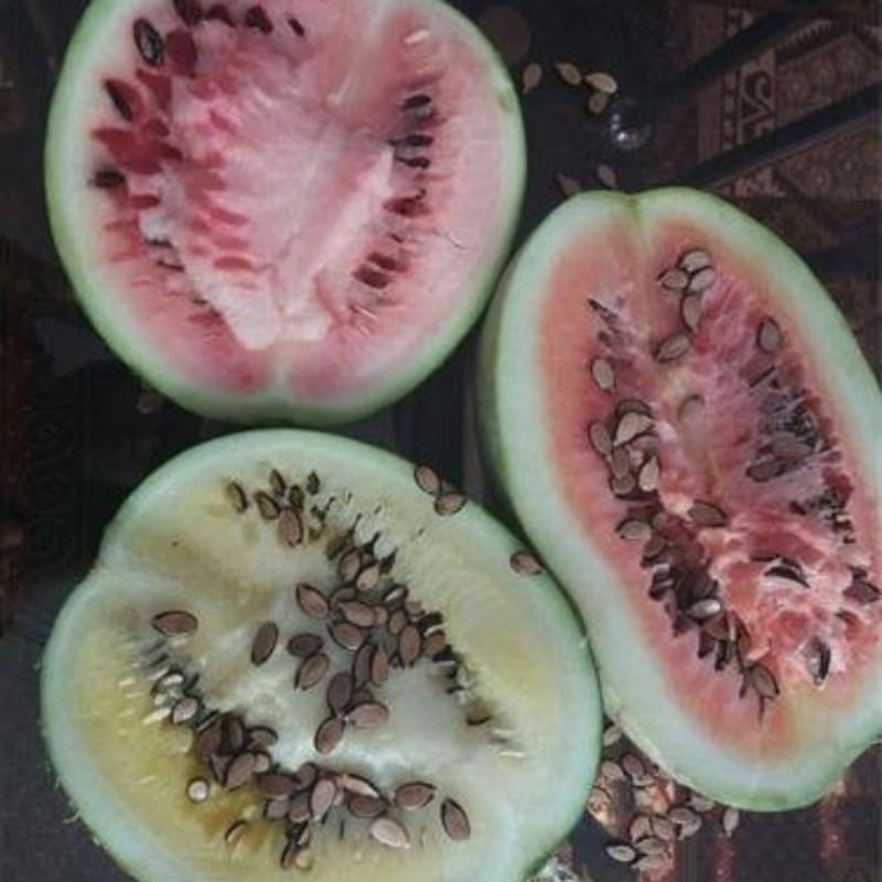 بذر هندوانه آجیلی محبوبی اصیل ایرانی بسته 20 عددی