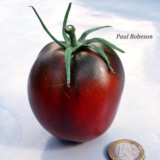 بذر گوجه فرنگی روسی Paul Robeson بسته 10 عددی
