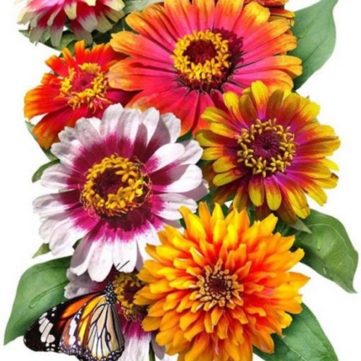 بذر گل آهار پاکوتاه گلدانی رنگارنگ ایتالیایی بسته 50 عددی