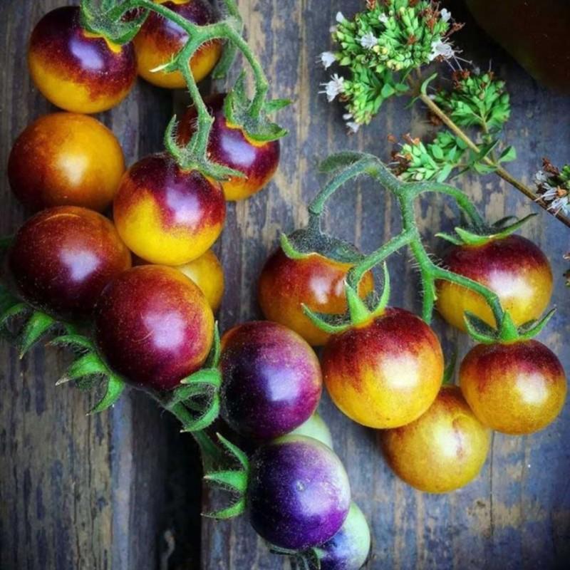 بذر گوجه فرنگی توت طلایی آبی آمریکایی بسته 10 عددی