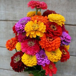 بذر گل آهار پاکوتاه گلدانی رنگارنگ ایتالیایی - بسته 50 عددی
