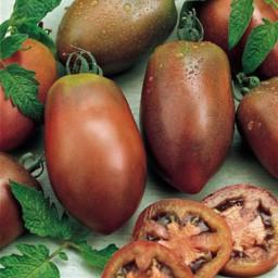 بذر گوجه فرنگی بنفش اوکراینی بسته 10 عددی