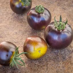 بذر گوجه فرنگی آبی سبز واگنر آمریکایی بسته 10 عددی