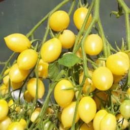 بذر گوجه فرنگی زرد دیوانه گیلاسی آمریکایی بسته 10 عددی