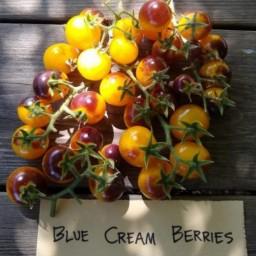 بذر گوجه گیلاسی Blue cream berries آمریکایی بسته 10 عددی