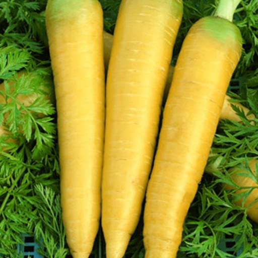 بذر هویج زرد هلندی بسته 100 عددی