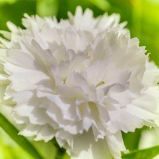 بذر گل میخک سفید صد پَر معطر گل درشت آمریکایی بسته 20 عددی