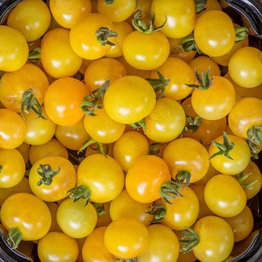 بذر گوجه فرنگی گیلاسی زرد روشن NAPA CHARDONNAY آمریکایی بسته 10 عددی